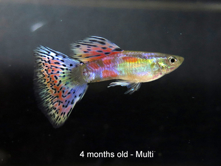 multicolor guppy