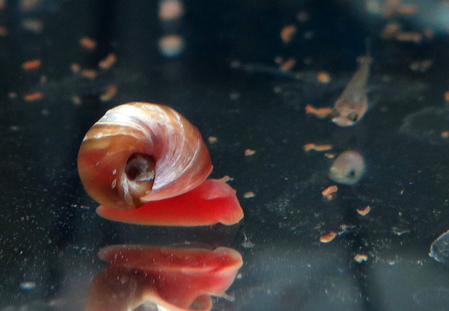 Ramshorn snail