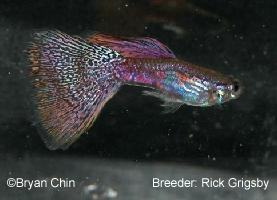 Multicolor Guppy