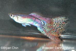 Multicolor Guppy