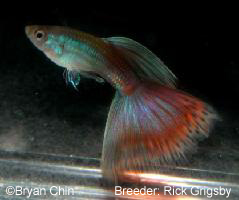 Red bicolor moscow guppy