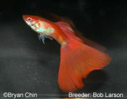 Albino Red guppy