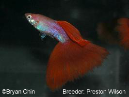 red guppy