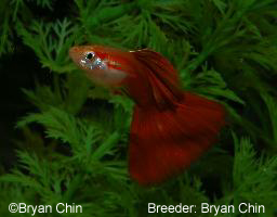 red guppy