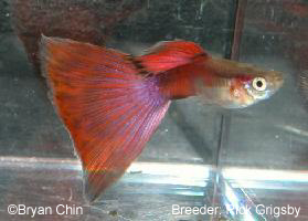 red bicolor guppy