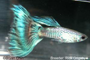 green bicolor guppy