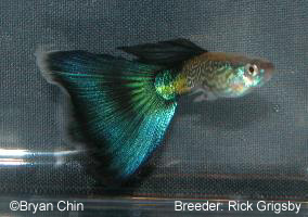 Snakeskin guppy solid